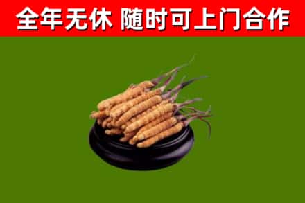 额济纳回收冬虫夏草